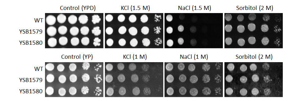 Osmotic stress phenotype for CNAG_04631T0
