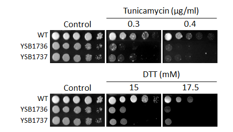 ER stress phenotype for CNAG_04678T0