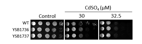 Heavy metal stress phenotype for CNAG_04678T0