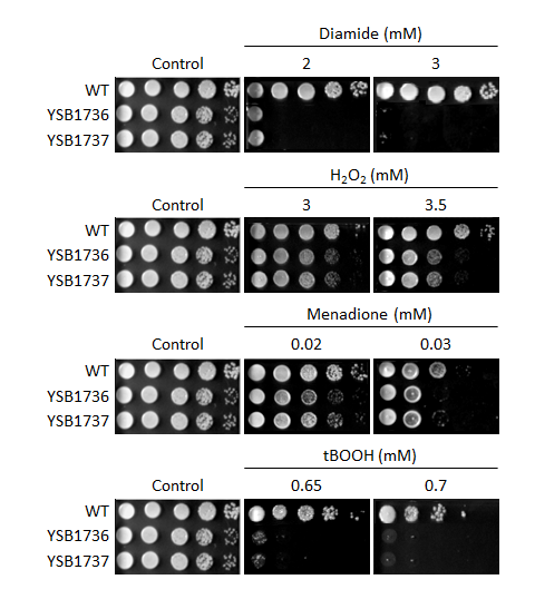 Oxidative stress phenotype for CNAG_04678T0