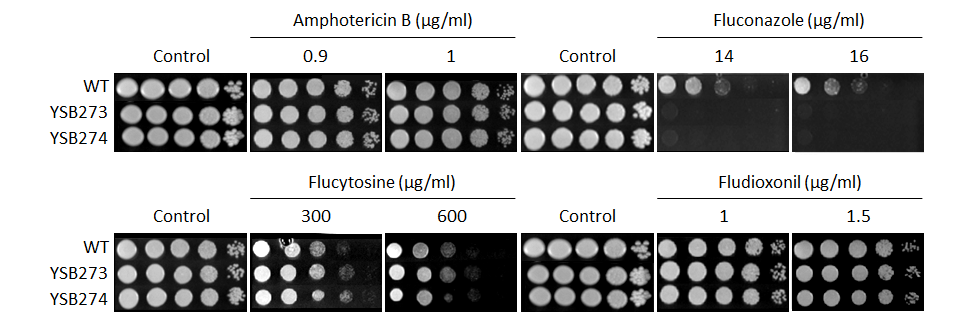 Antifungal drug susceptibility for CNAG_04755T0