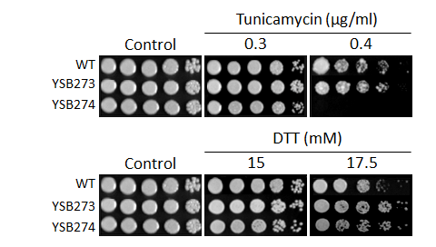 ER stress phenotype for CNAG_04755T0
