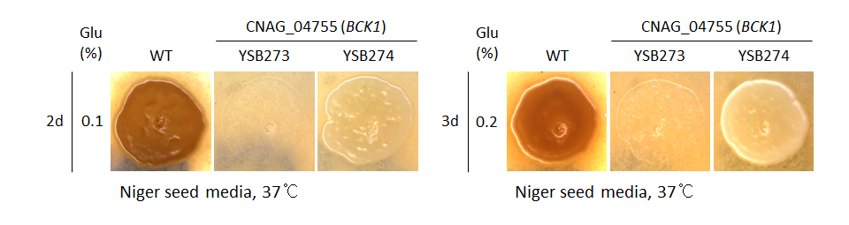 Melanin phenotype for CNAG_04755T0
