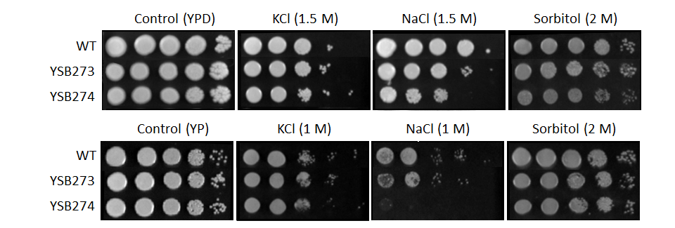 Osmotic stress phenotype for CNAG_04755T0