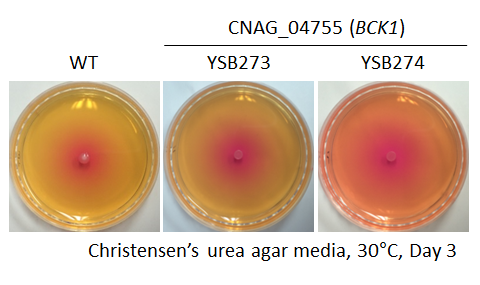 Urease phenotype for CNAG_04755T0