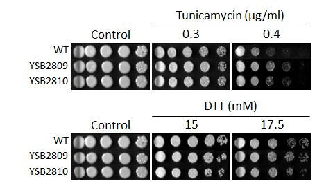 ER stress phenotype for CNAG_04821T0