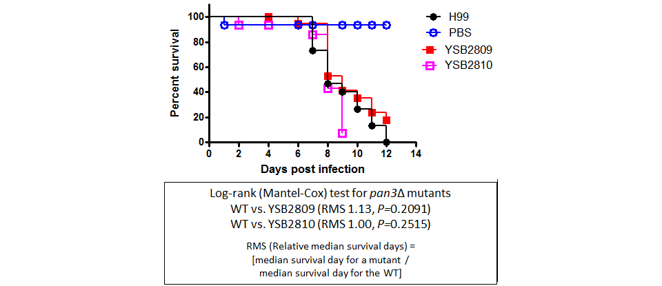 Galleria mellonella virulence data for CNAG_04821T0