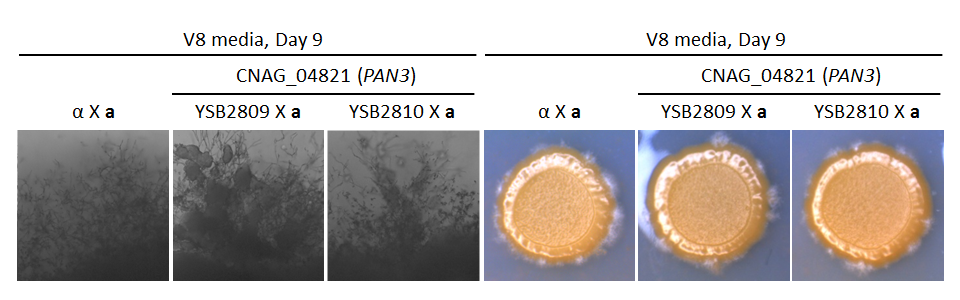 Growth phenotype for CNAG_04821T0
