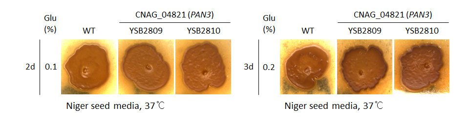 Melanin phenotype for CNAG_04821T0