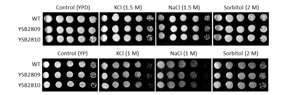 Osmotic stress phenotype for CNAG_04821T0