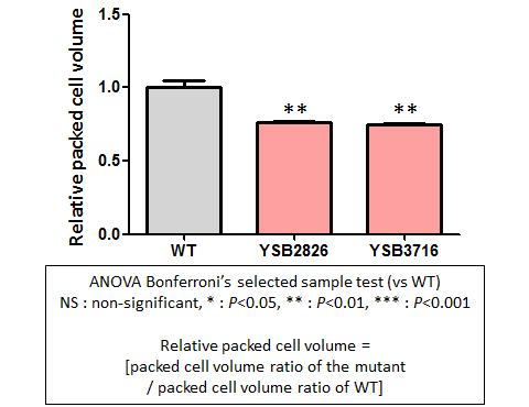 Capsule phenotype for CNAG_04927T0