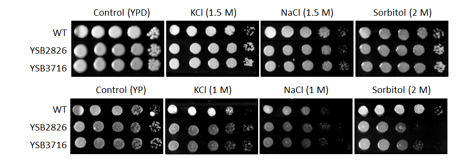 Osmotic stress phenotype for CNAG_04927T0