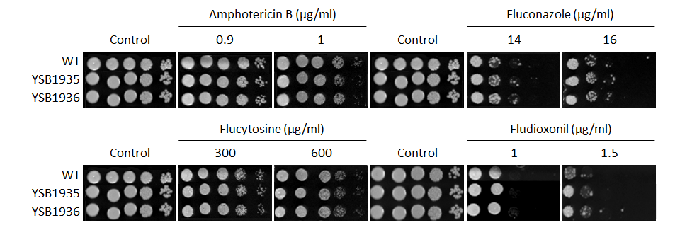 Antifungal drug susceptibility for CNAG_05005T0