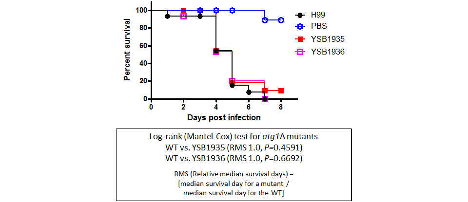 Galleria mellonella virulence data for CNAG_05005T0