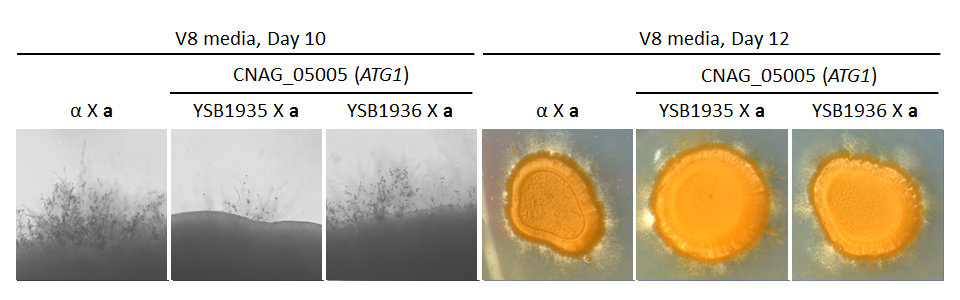 Growth phenotype for CNAG_05005T0