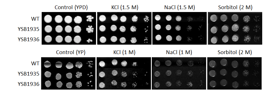Osmotic stress phenotype for CNAG_05005T0