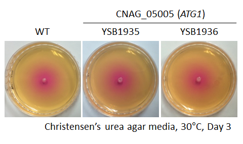 Urease phenotype for CNAG_05005T0