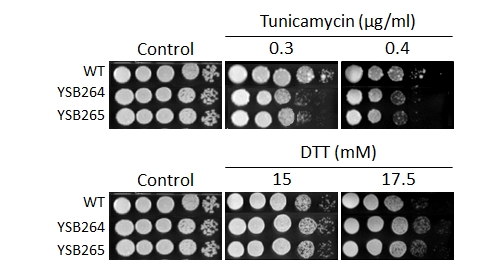 ER stress phenotype for CNAG_05063T0