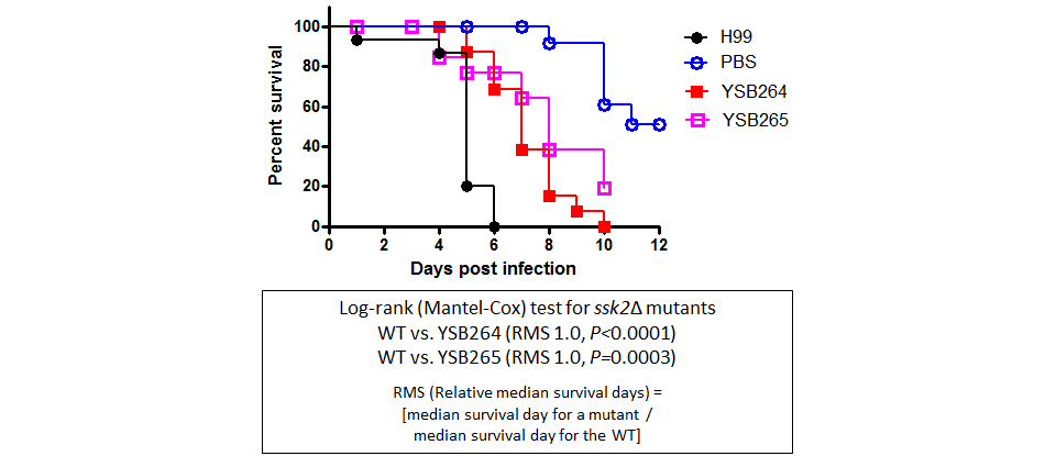 Galleria mellonella virulence data for CNAG_05063T0
