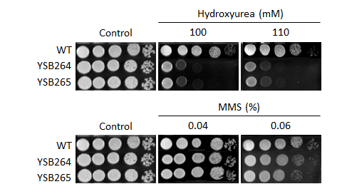 Genotoxic stress phenotype for CNAG_05063T0