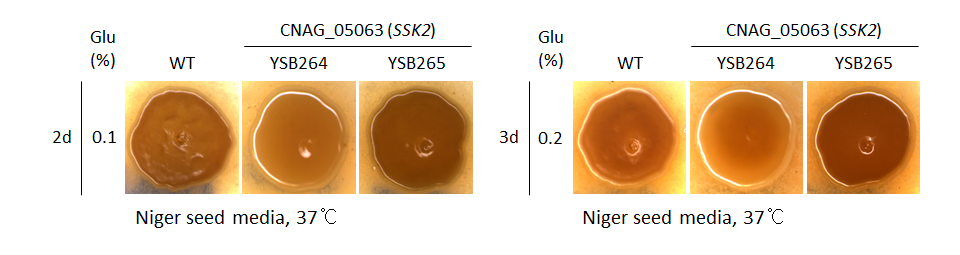 Melanin phenotype for CNAG_05063T0