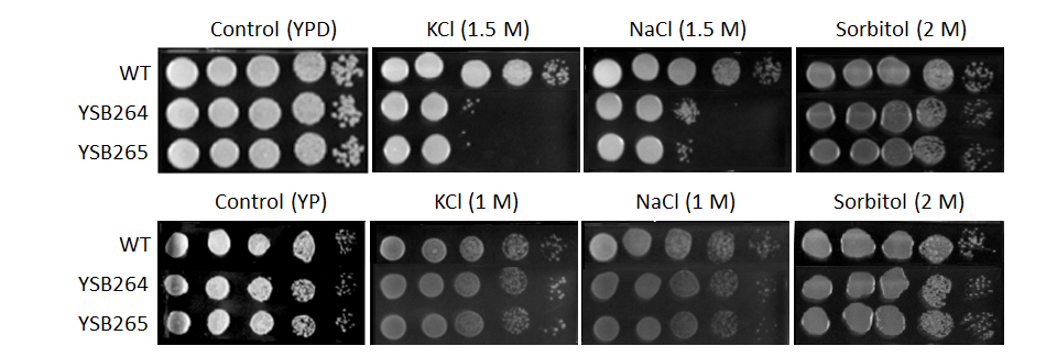 Osmotic stress phenotype for CNAG_05063T0