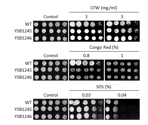 Cell wall stress phenotype for CNAG_05097T0
