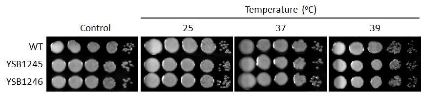 Growth phenotype for CNAG_05097T0