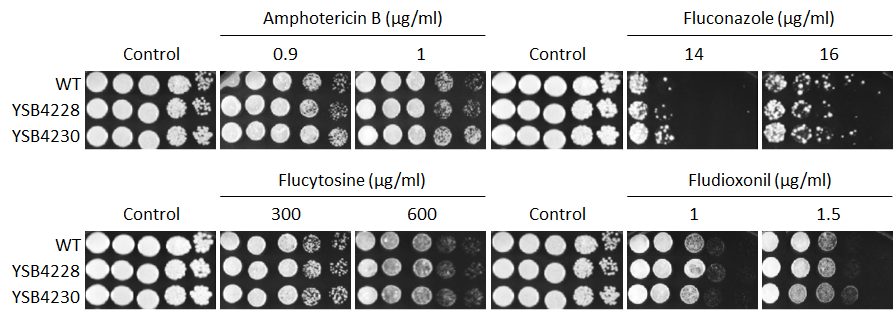 Antifungal drug susceptibility for CNAG_05104T0