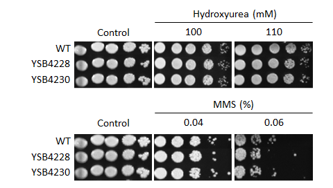 Genotoxic stress phenotype for CNAG_05104T0