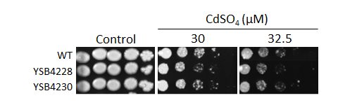 Heavy metal stress phenotype for CNAG_05104T0