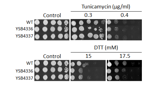 ER stress phenotype for CNAG_05200T0