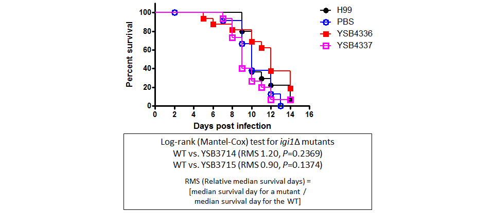 Galleria mellonella virulence data for CNAG_05200T0