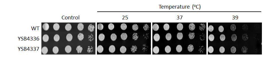 Growth phenotype for CNAG_05200T0