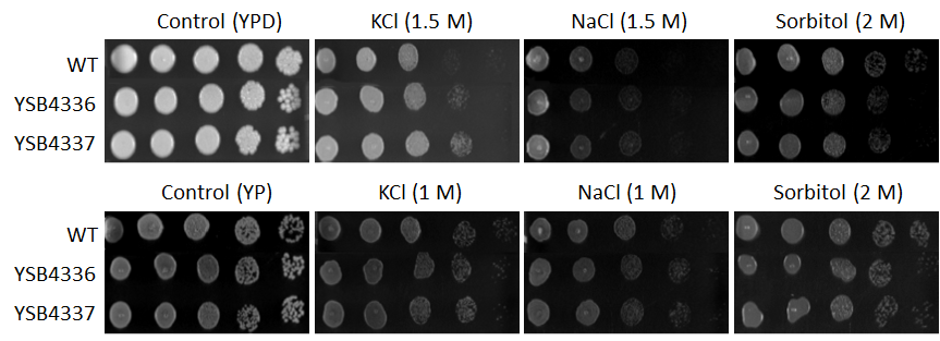 Osmotic stress phenotype for CNAG_05200T0