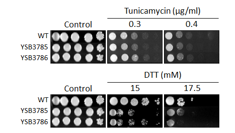 ER stress phenotype for CNAG_05216T0