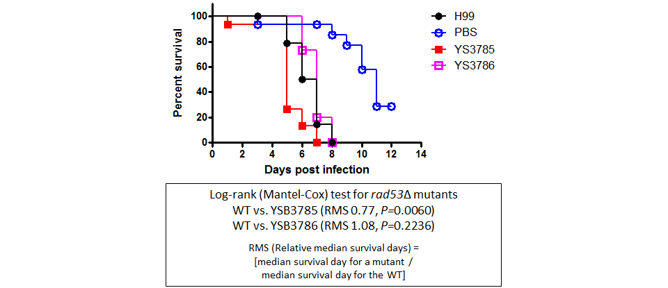 Galleria mellonella virulence data for CNAG_05216T0