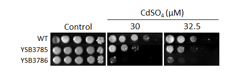 Heavy metal stress phenotype for CNAG_05216T0
