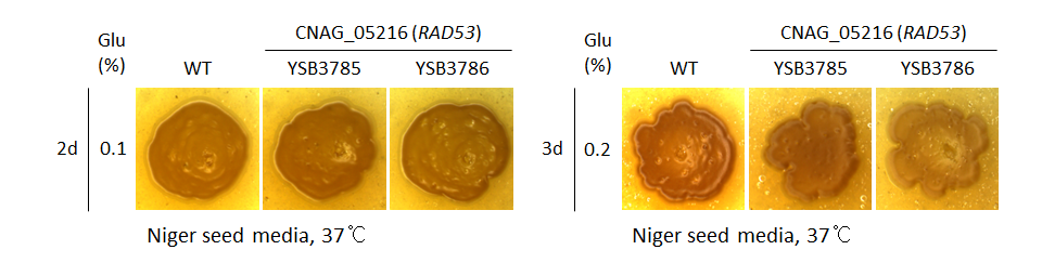 Melanin phenotype for CNAG_05216T0