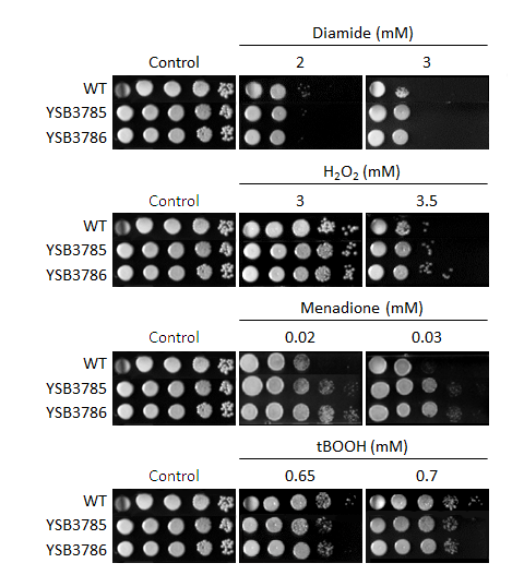Oxidative stress phenotype for CNAG_05216T0