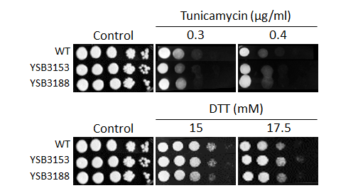 ER stress phenotype for CNAG_05220T0