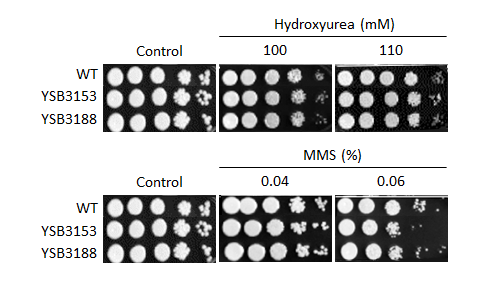 Genotoxic stress phenotype for CNAG_05220T0