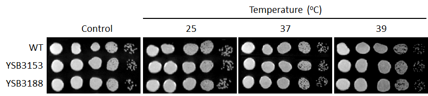 Growth phenotype for CNAG_05220T0