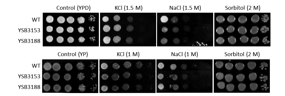 Osmotic stress phenotype for CNAG_05220T0