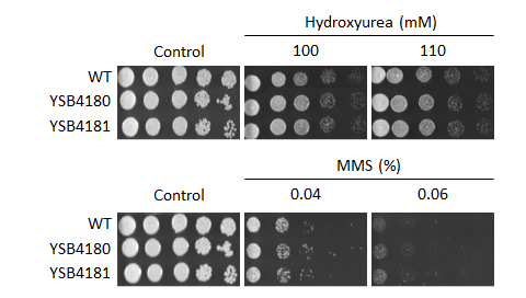Genotoxic stress phenotype for CNAG_05243T0