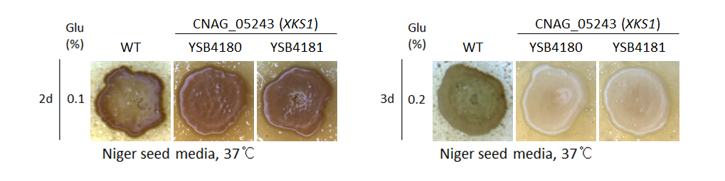 Melanin phenotype for CNAG_05243T0