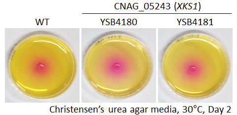 Urease phenotype for CNAG_05243T0