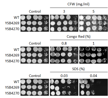 Cell wall stress phenotype for CNAG_05386T0