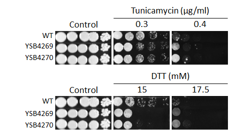 ER stress phenotype for CNAG_05386T0