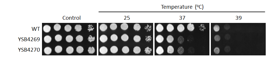 Growth phenotype for CNAG_05386T0